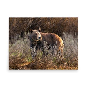 Grizzlybär im Grand Teton National Park Drucke