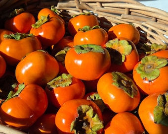 Fresh Fuyu Persimmons – Organically Grown in Southern California