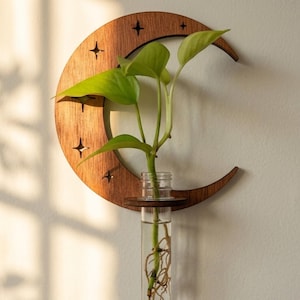 Könnte beinhalten: Ein Wandpflanzer in Form eines hölzernen Halbmonds mit Sternaussparungen. Ein klares Glasrohr enthält eine grüne Pflanze mit sichtbaren Wurzeln. Der Pflanzer ist an einer weißen Wand befestigt und schafft eine minimalistische, von der Natur inspirierte Dekoration.