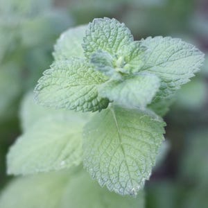 Könnte beinhalten: Nahaufnahme von frischen Minzblättern. Die Blätter sind ein leuchtendes Grün mit strukturierten Oberflächen und gezackten Rändern. Das Bild hebt die natürlichen Details der Pflanze hervor, mit einem unscharfen Hintergrund.