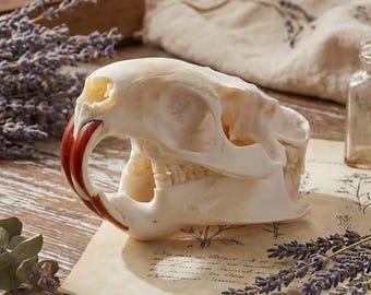 本物のヌートリアの頭蓋骨、ミオカスター・カイプスの剥製 - 科学教育
