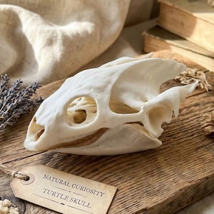 Puede incluir: Un cráneo de tortuga blanqueado descansa sobre una tabla de madera, con una etiqueta que dice "NATURAL CURIOSITY TURTLE SKULL". Flores secas y ramitas de lavanda están dispuestas cerca. El fondo presenta libros antiguos y una tela beige.