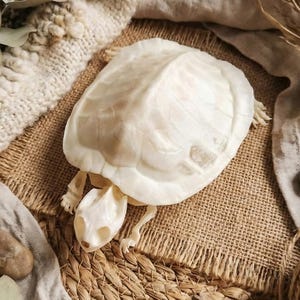 Real Turtle Skeleton & Shell Specimen - Natural Taxidermy Curiosity Oddities Bone Skull Decor | Ethically Sourced