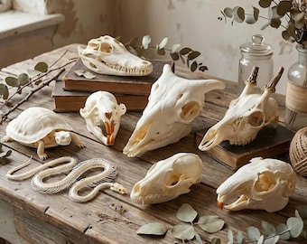 Tassidermia di teschio di animale vero - Esemplare di osteologia naturale per l'educazione scientifica e l'arredamento - Provenienza etica