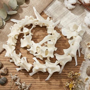 May include: Off-white, bone-shaped decorative pieces arranged on a wooden surface. The pieces are clustered in a circular pattern, with some scattered around. The background includes cotton bolls, dried flowers, and eucalyptus leaves.