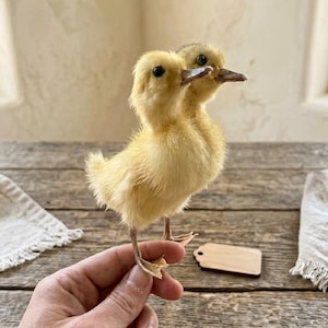 May include: A two-headed yellow duckling with fluffy feathers is held in a hand. The duckling has two beaks and two sets of eyes. A small wooden tag rests on a wooden table. The background includes a window and a neutral-toned wall.