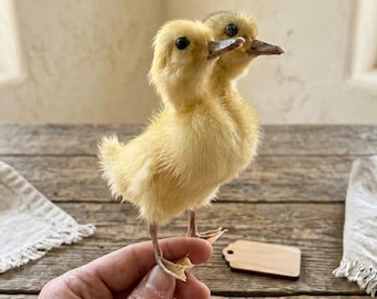 Taxidermia de patito de dos cabezas - Rarezas y curiosidades - Arte de especímenes mutantes éticos