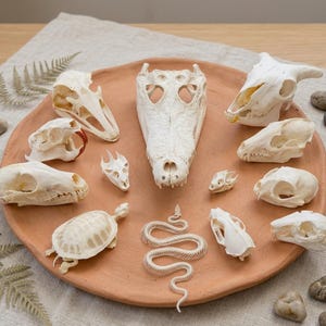 May include: A selection of animal skulls, including a crocodile, turtle, and snake, displayed on a terracotta plate. The skulls vary in size and shape, showcasing detailed bone structures. The arrangement is set against a neutral backdrop.