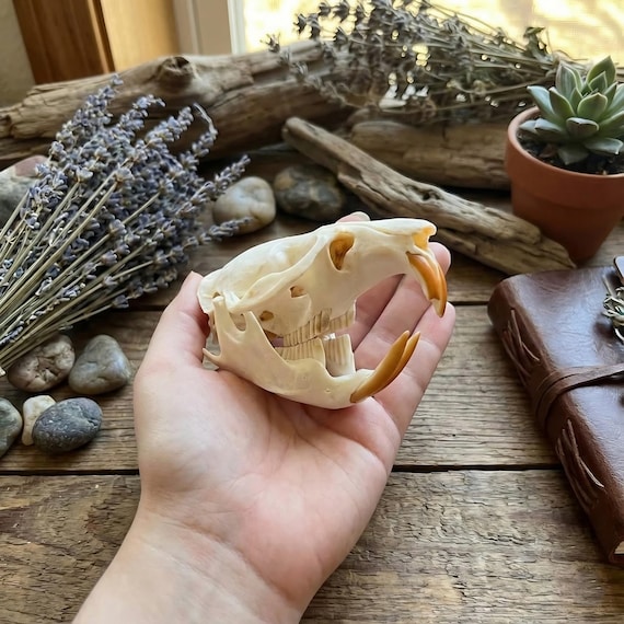Real Muskrat Animal Skull Taxidermy - Natural Osteology Specimen