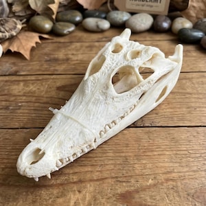 Op de afbeelding: Een gedetailleerde, gebroken witte alligatorschedel met zichtbare tanden en oogkassen. De schedel is vastgezet met een witte elastiek en ligt op een houten oppervlak. De natuurlijke botkleur toont de ingewikkelde structuur.