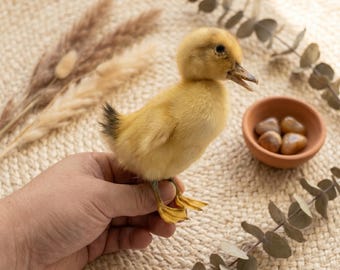 Taxidermiexemplar av riktig ankunge - Fluffiga gula ankungar, kuriositeter och märkligheter - Etisk taxidermikonst