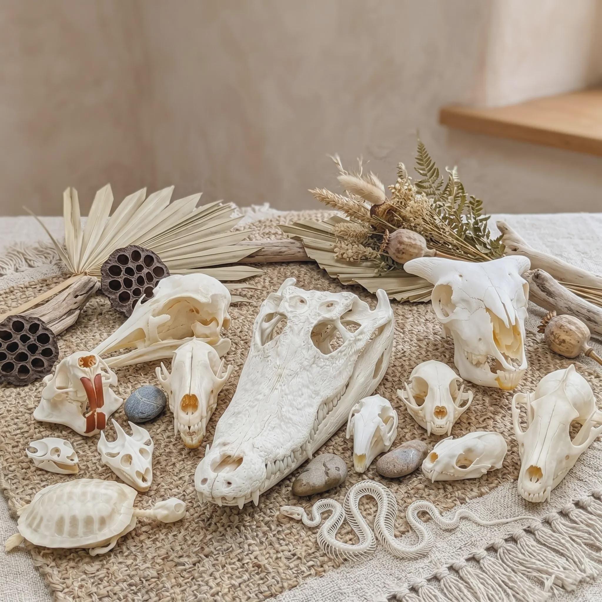 Real Animal Skull Taxidermy Collection- Natural Osteology Specimen