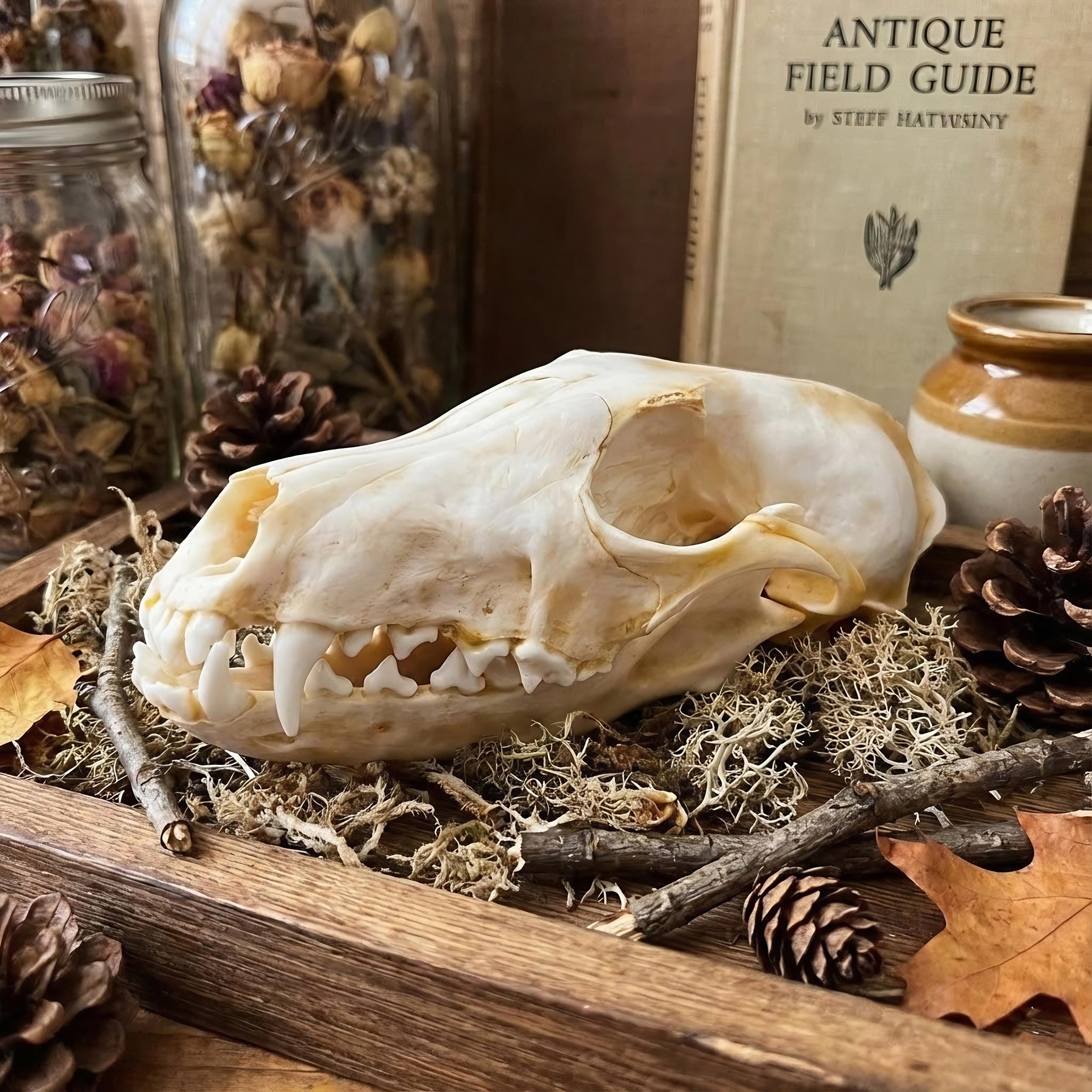 Real Fox Animal Skull Taxidermy - Natural Osteology Specimen for