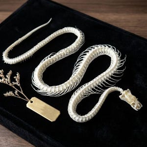 Real Snake Skeleton Taxidermy - Genuine Animal Bones Specimen for Science Education, Collection & Decor