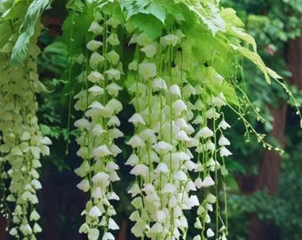 Begonia blanca llorona – 25 semillas – Elegante begonia rastrera para cestas colgantes