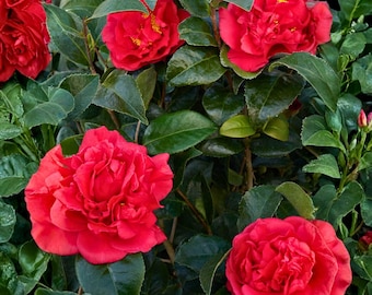 Camelia Japonica Roja Suprema de Kramer: Planta viva de 76 cm / Arbusto de camelia con flores perennes