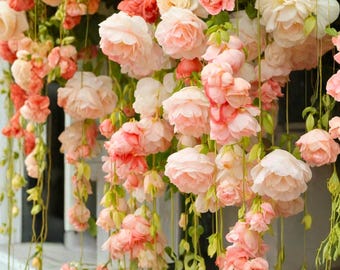 Begonia llorona color melocotón – 25 semillas de flores rastreras – Begonia en cascada para cestas colgantes,