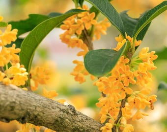 Yellow Flowering Fragrant Tea Olive – Osmanthus | Live Starter Plant