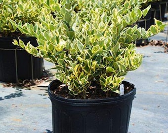 2.5 Jack Frost Ligustrum Abigarrado Privet – Arbusto perenne con follaje verde crema