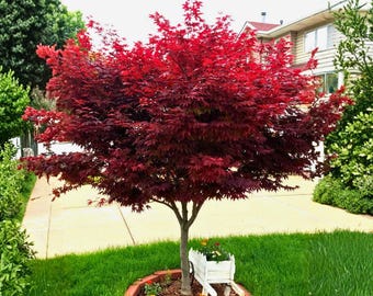 Arce japonés rojo Emperador I de 2,5 cm (Acer palmatum) con follaje intenso, ornamental resistente