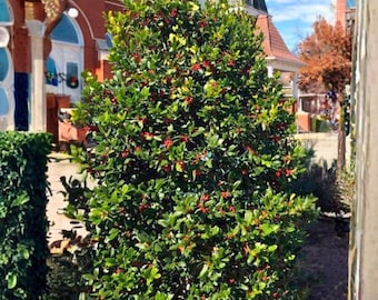 Acebo híbrido de Ilex, planta de inicio de Nellie R. Stevens, para setos y pantallas de privacidad.