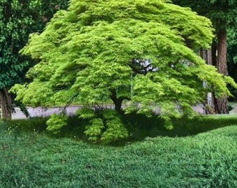 Arce japonés llorón de hojas de encaje verde cascada – Acer palmatum (Arce japonés)