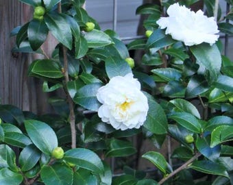 Camelia Japonica 'White By The Gate' (Blanco junto a la puerta) - Arbusto perenne, florece en invierno y primavera.