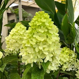 Puede incluir: Primer plano de un grupo de flores de hortensia verde claro. Las flores están densamente agrupadas, formando una forma de cono. Grandes hojas de color verde oscuro rodean las flores, creando un contraste de color y textura. La imagen está bien iluminada, resaltando los detalles de los pétalos.