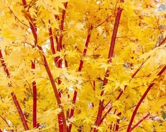 Planta viva de arce japonés Sango Kaku de corteza coral de 76 cm – Acer palmatum, paisajismo ornamental