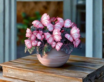30 semillas de begonia mariposa rosa melocotón / Planta ornamental / Jardín interior y exterior