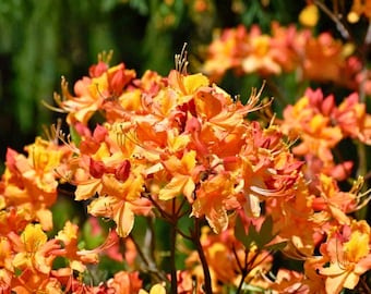 Planta joven de azalea caducifolia Tallulah Sunrise – Rododendro naranja y amarillo – Planta viva de raíces pequeñas