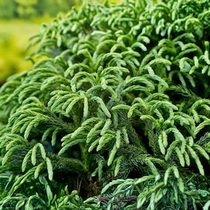 May include: Close-up of a vibrant green plant with feathery, needle-like foliage. The plant has a dense, layered structure, with multiple branches and a soft, textured appearance. The background is blurred, suggesting an outdoor setting.