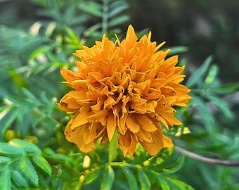 40 semillas de caléndula africana naranja, caléndula francesa, Tagetes erecta, fácil de plantar en el jardín.