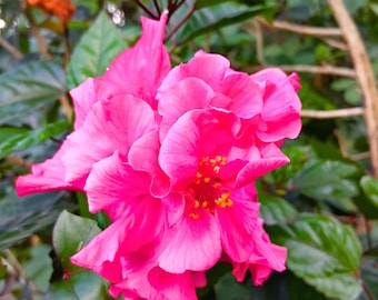 100 semillas de hibisco de doble aleta, flores rosas, plantas florecientes para jardín al aire libre.