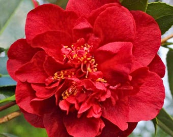 Kramer’s Supreme Red Camellia Japonica Starter 4L – Deep Red Winter Blooming – 1 Live Plant