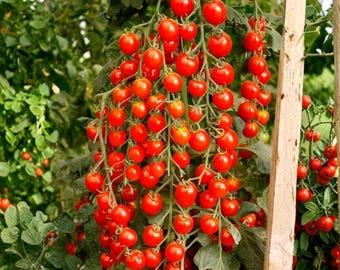 Tomate Cherry Sweetie – 150 Semillas de Tomate Cherry Heirloom – Rojo Dulce Indeterminado