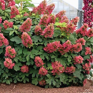 May include: A lush bush with large, dark green leaves and numerous clusters of pinkish-red flowers. The flowers are densely packed, creating a full, vibrant appearance. The plant is in a garden setting, with a glimpse of a greenhouse in the background.