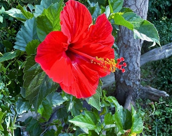 100 semillas de Hibiscus rosa sinensis rojo, flores tropicales, ideal para patios y jardines al aire libre.
