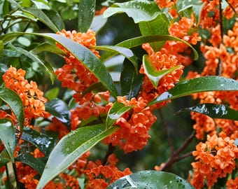 Olivo de té aromático de flores rojas – Osmanthus / Planta de inicio viva