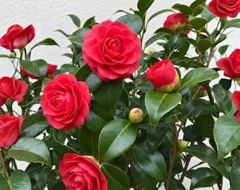 Camelia japonesa roja April Tryst – Planta viva de 76 cm / Arbusto perenne resistente al frío / Zona 6