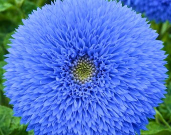 Semillas de girasol Blue Teddy Bear – 50 semillas de girasol reliquia sin OMG – Planta ornamental de doble floración poco común