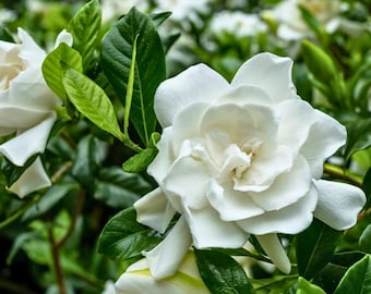 Gardenia de nieve de verano – Planta viva / Arbusto perenne de flores blancas