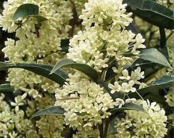 1 Planta de inicio de olivo aromático de té Fudingzhu – Osmanthus fragrans, arbusto de floración perenne