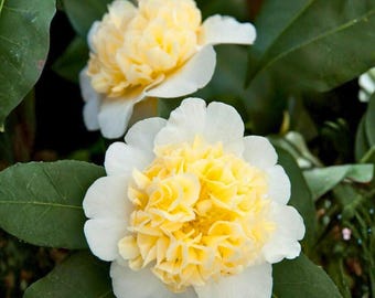 Jury’s Yellow Camellia Japonica Starter 4L – Creamy Yellow Winter Blooming Evergreen – 1 Live Plant