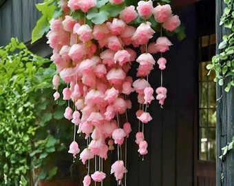 Begonia llorona rosa claro – 25 semillas de flores rastreras – Begonia en cascada para cestas colgantes,