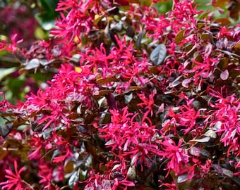 Loropetalum enano Daruma (3 plantas vivas): arbusto con flores de flecos y follaje morado