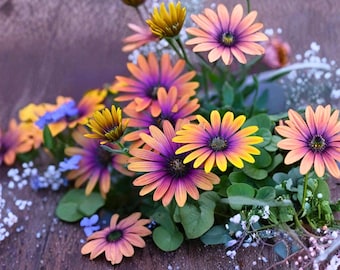 Más de 200 semillas de margarita morada y amarilla / Flor de osteospermo / Flores brillantes para jardín / Planta fácil de cultivar en exterior