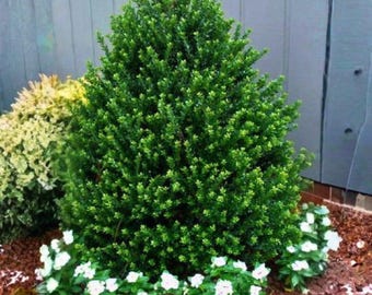 Arbusto de acebo japonés Steeds – Planta de seto perenne piramidal