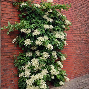 May include: A climbing plant with white flowers and green leaves growing on a red brick wall. The plant is dense with clusters of small white flowers and lush green foliage, creating a vibrant contrast against the brick.