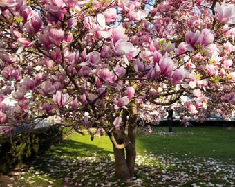 Magnolia Leonard Messel, planta viva – Magnolia caducifolia rosa de floración primaveral – Planta ornamental de floración paisajística